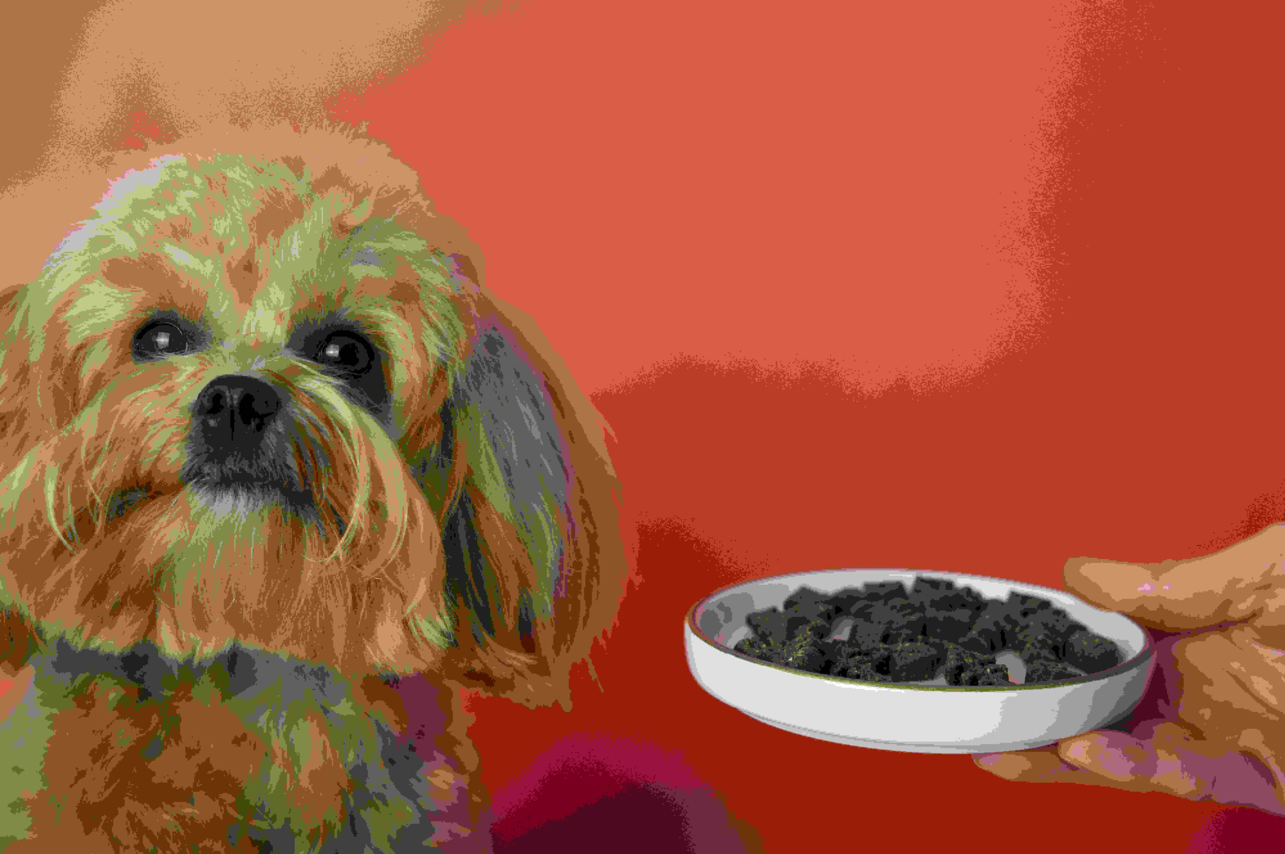How to Choose the Right Pet Food: Advice from Veterinarians